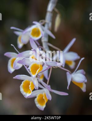 Gros plan de la lumière jaune violet et blanc dendrobium cristallinum épiphytique orchidée fleurs fleurir à l'extérieur sur fond naturel Banque D'Images