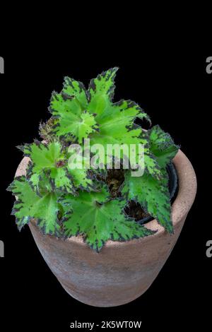 Belle petite begonia rex hybride avec des feuilles de vert clair contrasté dans le pot d'argile isolé sur fond noir Banque D'Images