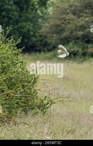 Barn Owl (Tyto alba) à la recherche de nourriture Banque D'Images