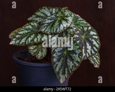 Vue en gros plan de beau feuillage vert foncé et blanc argenté de begonia rex hybride isolé sur fond de bois Banque D'Images