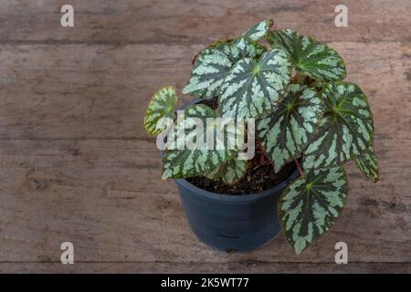 Vue rapprochée du feuillage vert foncé et blanc argenté de begonia rex hybride isolé sur une table en bois à l'extérieur Banque D'Images