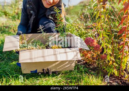 Jeune femme tenant une boîte en carton avec des plantes livrées de la pépinière. Jardinier déballant la parcelle dans le jardin d'automne prêt pour la plantation Banque D'Images