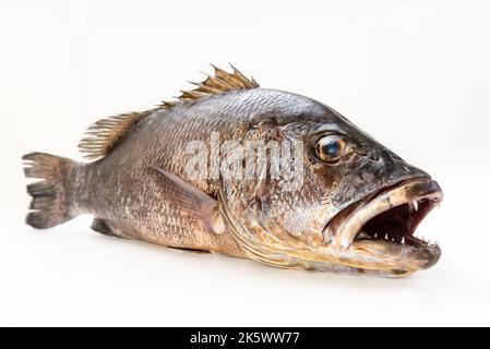 Poissons de vivaneau gris de mangrove isolés fond blanc brut pleine longueur Banque D'Images