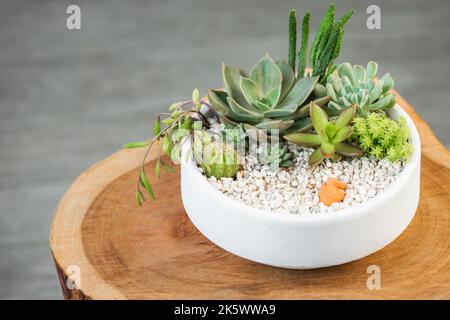 Groupe de succulent et cactus arrangement élément de décor pot d'argile sur le dessus d'une bûche gros plan Banque D'Images