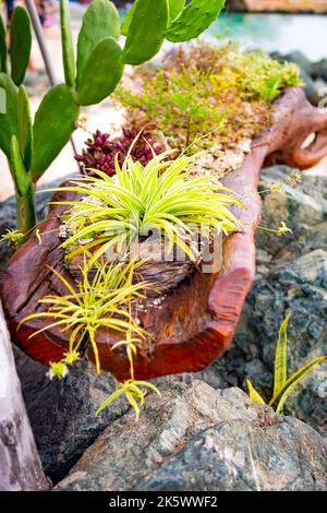 Fleurs tropicales feuillues bois de hêtre, cactus en rondins par la plage de Tobago Banque D'Images