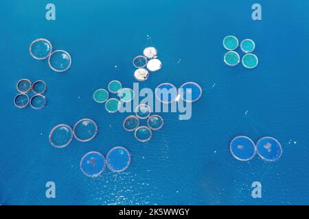 Pisciculture. Bar de mer et dorade de mer croissant dans des cages, vue aérienne de drone. Industrie du poisson aquacole en Grèce Banque D'Images