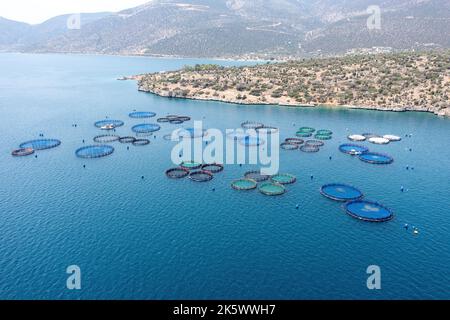 Pisciculture. Bar de mer et dorade de mer croissant dans des cages, vue aérienne de drone. Industrie du poisson aquacole près de Galaxidi, Grèce Banque D'Images