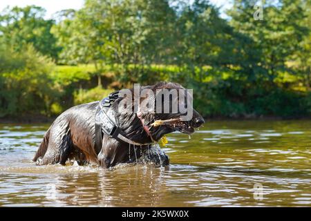 Vue rapprochée d'un chien jouant dans une rivière du Royaume-Uni avec des éclaboussures d'eau et des bâtons dans sa bouche. Banque D'Images