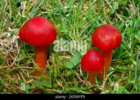 Hygrocybe cf miniata (vermilion waxcap) est une espèce cosmopolite, trouvée dans le monde entier dans les prairies naturelles. Banque D'Images