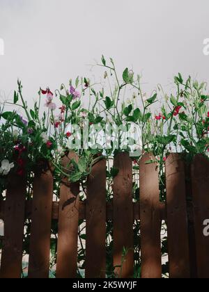 Le pois sucré, Lathyrus odoratus, est une plante à fleurs grimpantes du genre Lathyrus de la famille des Fabaceae, sur une clôture en lumière de dés. Banque D'Images