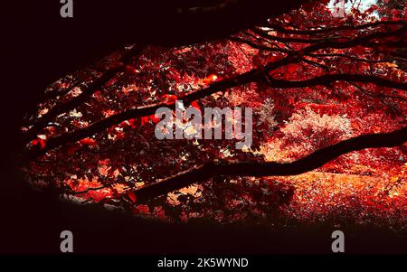 Un magnifique érable rouge (Acer rubrum) avec des branches ombrages - adapté pour un papier peint Banque D'Images