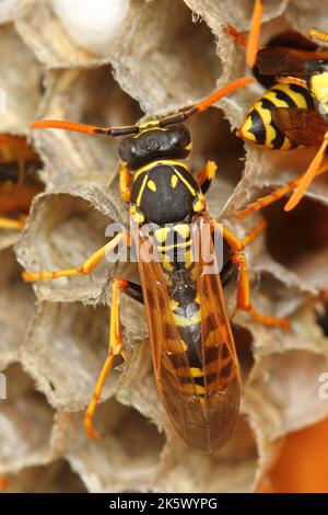 La colonie européenne de guêpes en papier (Polistes dominula) sur nid de peigne Banque D'Images