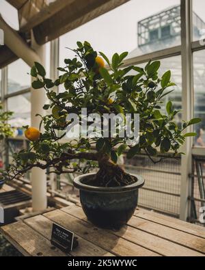 Un citronnier avec des citrons cultivés dans un pot sur une surface en bois Banque D'Images