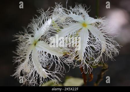 La gourde serpent, la tomate serpent, le concombre chinois (Trichoanthes sp.) Floraison dans la forêt tropicale de Bornéo (Brunei Darussalam) Banque D'Images