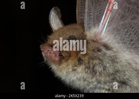 Portrait de la chauve-souris de Natterer (Myotis nattereri) dans un habitat naturel Banque D'Images