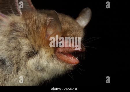 Portrait de la chauve-souris de Natterer (Myotis nattereri) dans un habitat naturel Banque D'Images