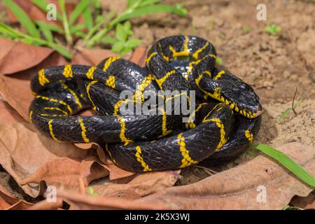 La boïga dendrophila, communément appelée serpent de mangrove ou serpent de chat à anneau d'or sur la faune Banque D'Images