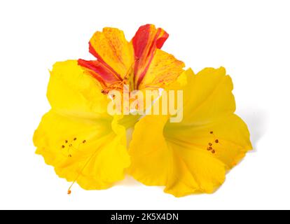 Fleurs jaune et rouge à quatre heures isolées sur fond blanc Banque D'Images