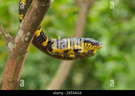 La boïga dendrophila, communément appelée serpent de mangrove ou serpent de chat à anneau d'or sur la faune Banque D'Images