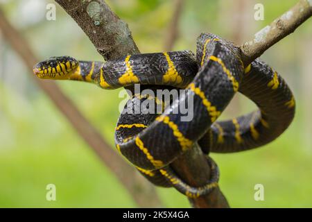 La boïga dendrophila, communément appelée serpent de mangrove ou serpent de chat à anneau d'or sur la faune Banque D'Images