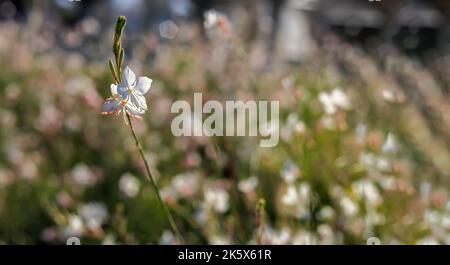 Une fleur blanche qui pousse dans un pré entre autres fleurs en Pologne Banque D'Images