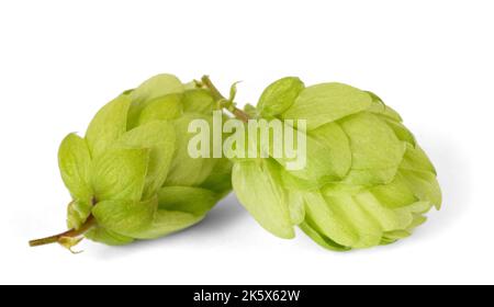 Cônes de houblon isolés sur baxkground blanc Banque D'Images