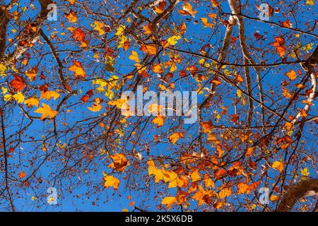 Arrière-plan automnal et feuillage. Sycomore rétro-éclairé de feuilles marron, orange, jaune et rouge avec ciel bleu Banque D'Images