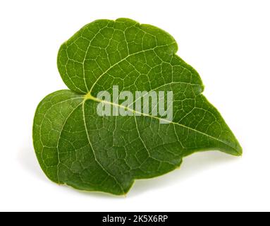 Feuille d'ivy de Boston isolée sur fond blanc Banque D'Images