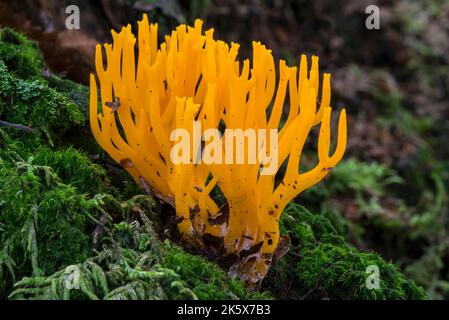 Stagshorn jaune (Calocera viscosa), champignon de la gelée montrant des basidiocarpes ramifiés parmi les mousses sur le sol de la forêt dans les bois d'automne Banque D'Images