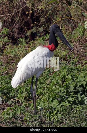 Jabiru (Jabiru mycteria) adulte debout dans le marais Pantanal, Brésil Juillet Banque D'Images