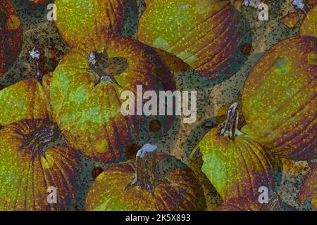 Citrouilles à tiges et feuilles d'automne superposées en jaune, orange et vert. Gros plan montre plusieurs citrouilles ensemble. Coloré lumineux avec des taches et des feuilles. Banque D'Images