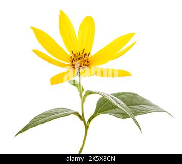 Fleur d'artichaut de Jérusalem isolée sur fond blanc Banque D'Images