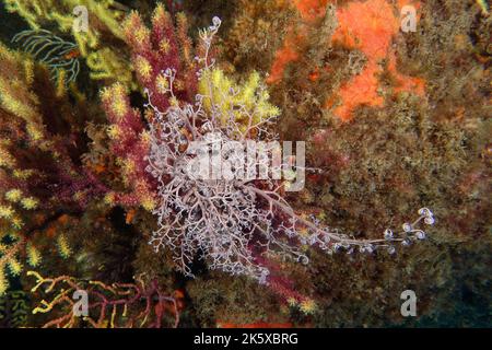 L'étoile du panier (Astrospartus mediterraneus) sur un gorgone violet Banque D'Images