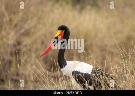 Un porc à bec de cheval (Ephippiorhynchus senegalensis) marchant dans les prairies du parc national Kruger, en Afrique du Sud Banque D'Images