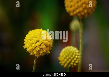 Fleurs de Craspedia globosa 'Golf Beauty' (Billy Buttons) Banque D'Images