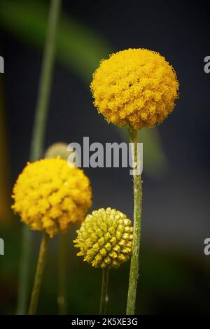 Fleurs de Craspedia globosa 'Golf Beauty' (Billy Buttons) Banque D'Images