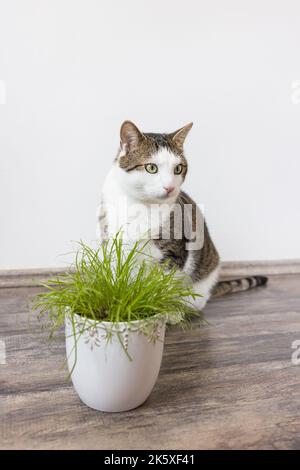Chat domestique manger herbe verte juteuse Cyperus alternifolius Zumula pour les chats en pot de fleur, concept de soins de santé pour chats d'intérieur Banque D'Images