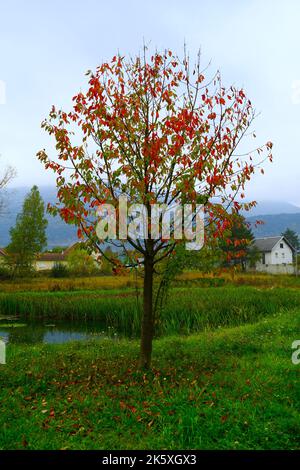 Un petit arbre pittoresque avec des feuilles rouges qui tombent sur l'herbe verte en automne Banque D'Images