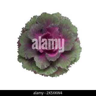 Violet frais ornemental fleur de chou décorative isolée sur fond blanc Banque D'Images