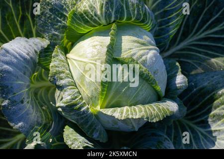 Une grande tête de chou vert. Culture du chou frais dans le champ ou en serre. Culture de légumes à la ferme Banque D'Images
