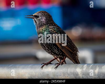Starling sur une clôture - Starling commun ou Starling européen - Sturnus vulgaris Banque D'Images