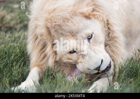 Le lion blanc se nourrit de sa mort Banque D'Images