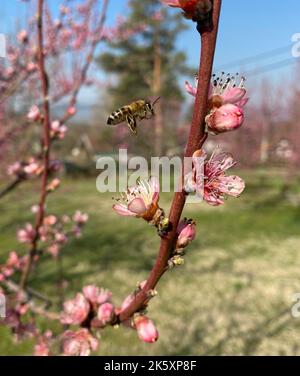 Gros plan d'une abeille volant vers une fleur d'arbre de pêche (Prunus persica) sur un fond flou Banque D'Images