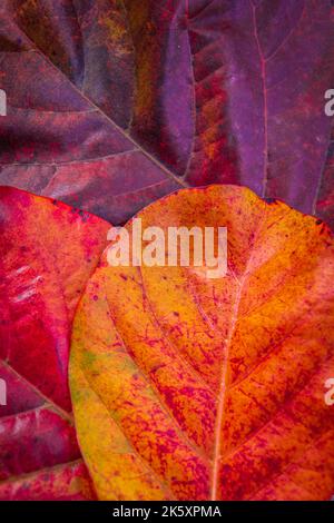 Photo verticale en gros plan de l'amande indienne Amendoeira-da-praia, feuilles à l'automne. Banque D'Images