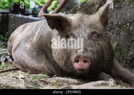 Vue détaillée du visage d'un sus scofa domesticus, vache enceinte couché sur le sol pierreux, avec son visage plein de boue. Cochon très poilu allongé sur les toilettes Banque D'Images