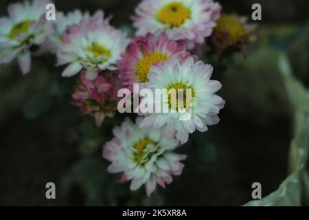 Gros plan sur les fleurs de Rhodanthe Banque D'Images