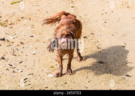 Un chien cavalier King charles, un chiot rubis ronflant lorsqu'il sort de l'eau, sur la plage Banque D'Images
