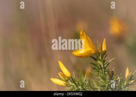 Gros plan d'une fleur de gorge qui grandit par Hawkcombe Wood sur Exmoor, West Somerset Banque D'Images