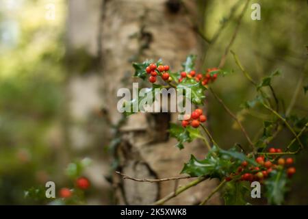 Baies et feuilles de houx (Ilex aquifolium) poussant dans un bois du Somerset Ouest à Horner Banque D'Images