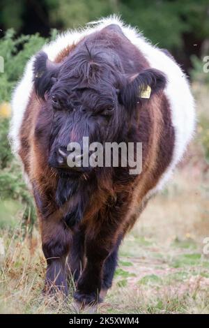 La vache galloway marron et blanche (Bos taurus) longe le chemin sur Exmoor près de Selworth Beacon Banque D'Images